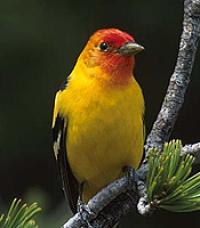 <img200*0:stuff/z/65185/[The%2520Mad%2520Hatter]%2527s%2520Photography/songbird.jpg>